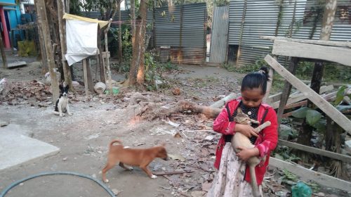 লালমোহনে গৃহপালিত বিড়াল হাতে একটি শিশু ও বেওয়ারিশ কুকুর ছবি।